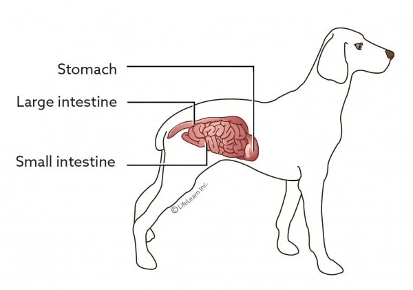 dog_intestine_stomach-1-01.jpg?la=en&amp;hash=2B1FB389CF8583AD9FFBA842642C16EB