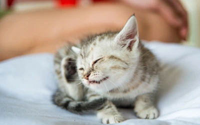 ill_kitten.png?la=en&amp;hash=10E046FE404C75FDFB23E1B50FCD6ABE