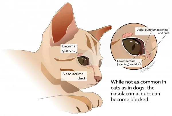 eye_lacrimal_gland2_cat_2018-02.jpg?la=en&amp;hash=E73A8FFB0168BBD12D763AFD883429AB