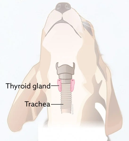 thyroidglandpositiondog201701scaler.jpg?la=en&amp;hash=A0071B6925032EE8F3660083C7678ED0