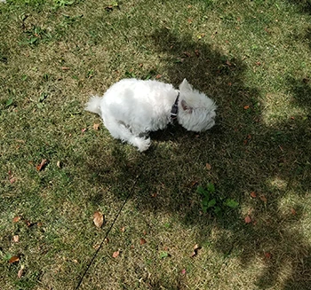 scooting.png?la=en&amp;hash=F78649434CF6F929D5DBC4E7BADA0CF9