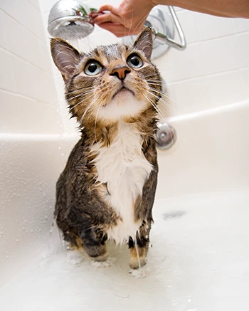 cat_bath.png?la=en&amp;hash=DF0948DD254E8204A6F94D96E9DFBA99