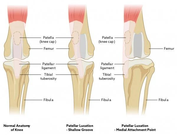 patellarluxation2018ekdb01scaler.jpg?la=en&amp;hash=48B10F2206D1CD9E4EA486A088131B81