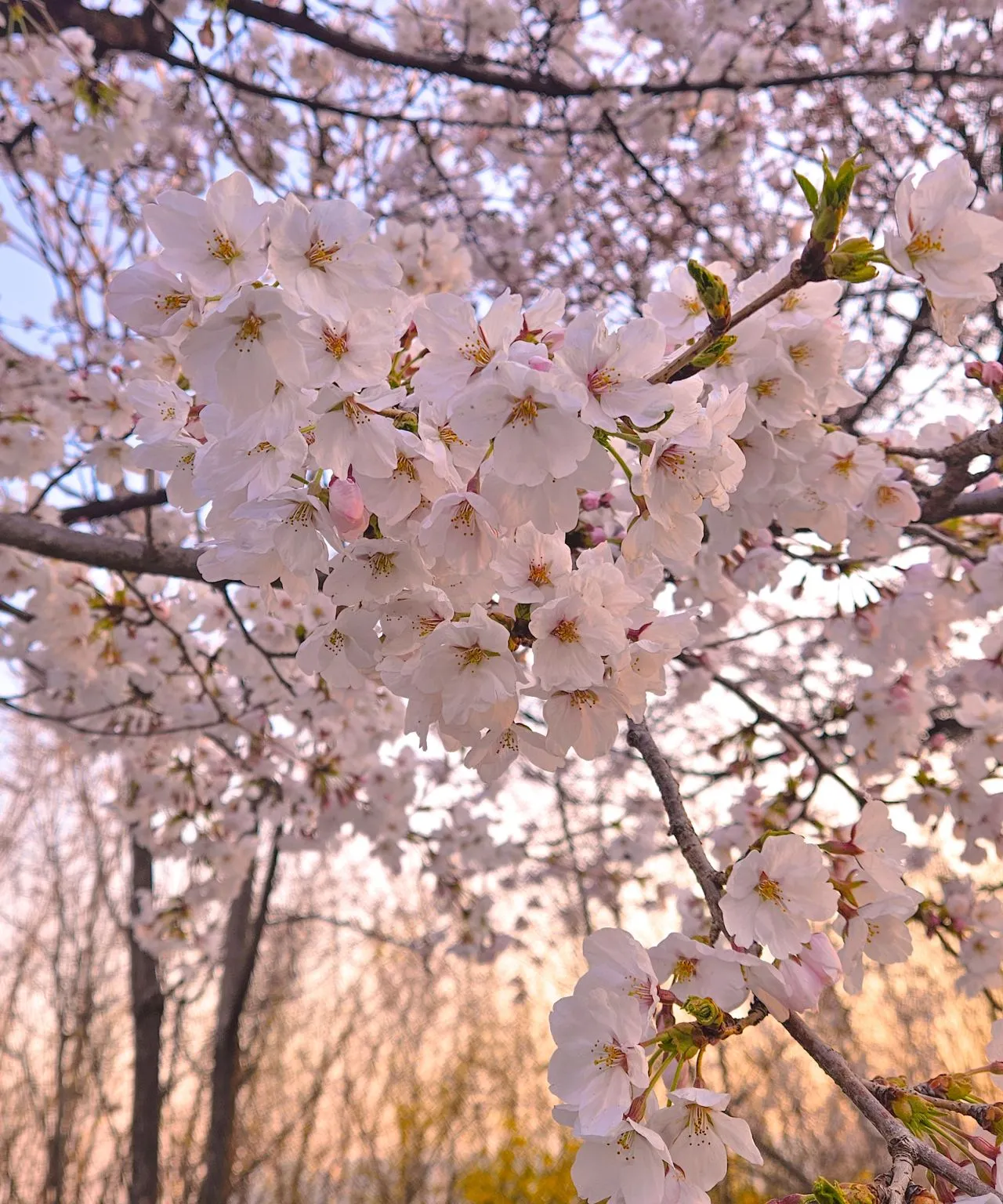 1743979362197?e=1749686400&v=beta&t=oM19i3ACVkQATrvWkGF_a38nS0ljiKQuUrE4HuLxYcs