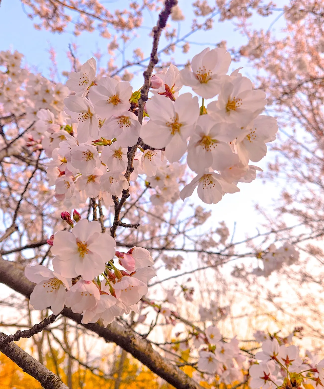 1743979361852?e=1749686400&v=beta&t=E18Bp9c6N8FWWNnTlYSEbqpgwpPHPUoDX21ZFmHnjdw