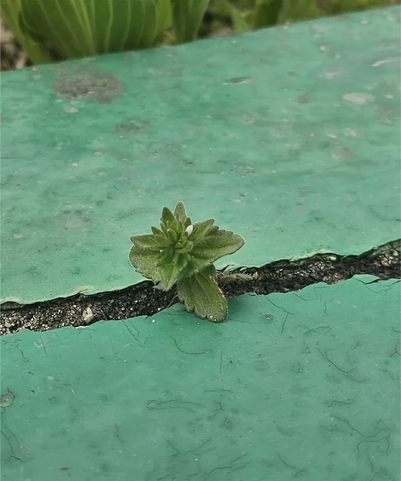 1745878859983?e=1749686400&v=beta&t=14AhcZ3Xy-kXFsO1-FLtFBusrgWAuZdZGJgUleYwOR0