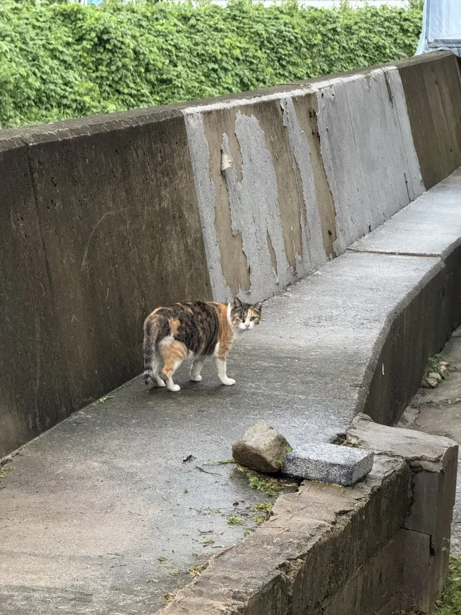 IMG_0336_-_%EB%B3%B5%EC%82%AC%EB%B3%B8.jpg?type=w1