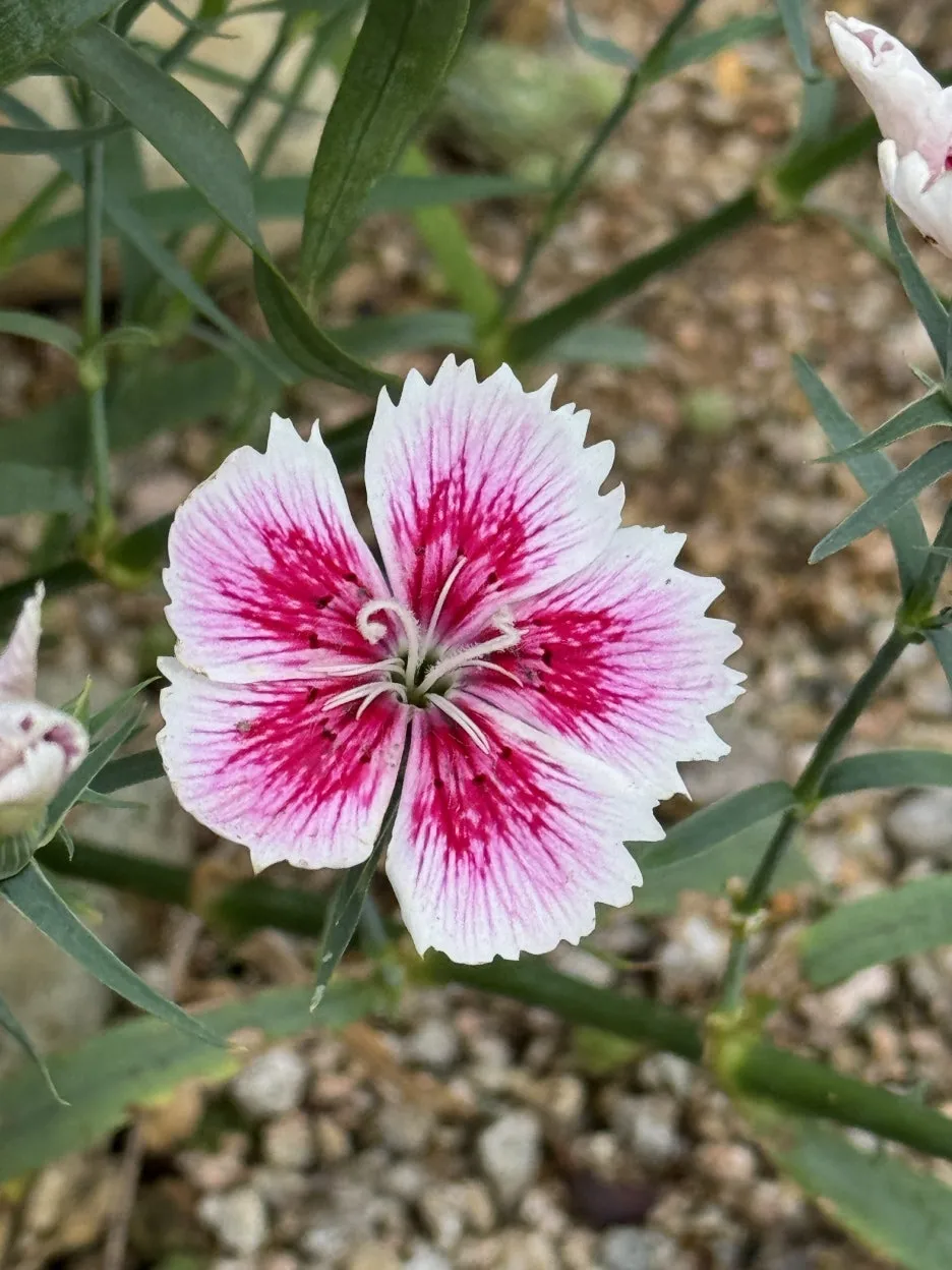 IMG_0375.jpg?type=w1