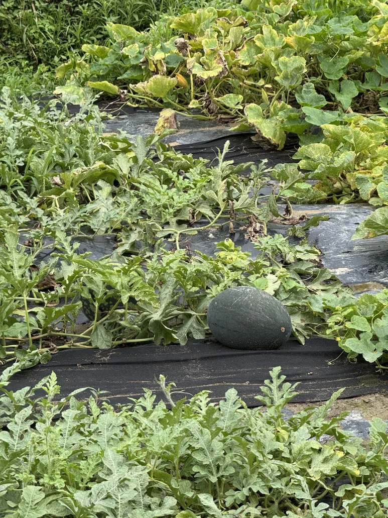 IMG_0365.jpg?type=w773