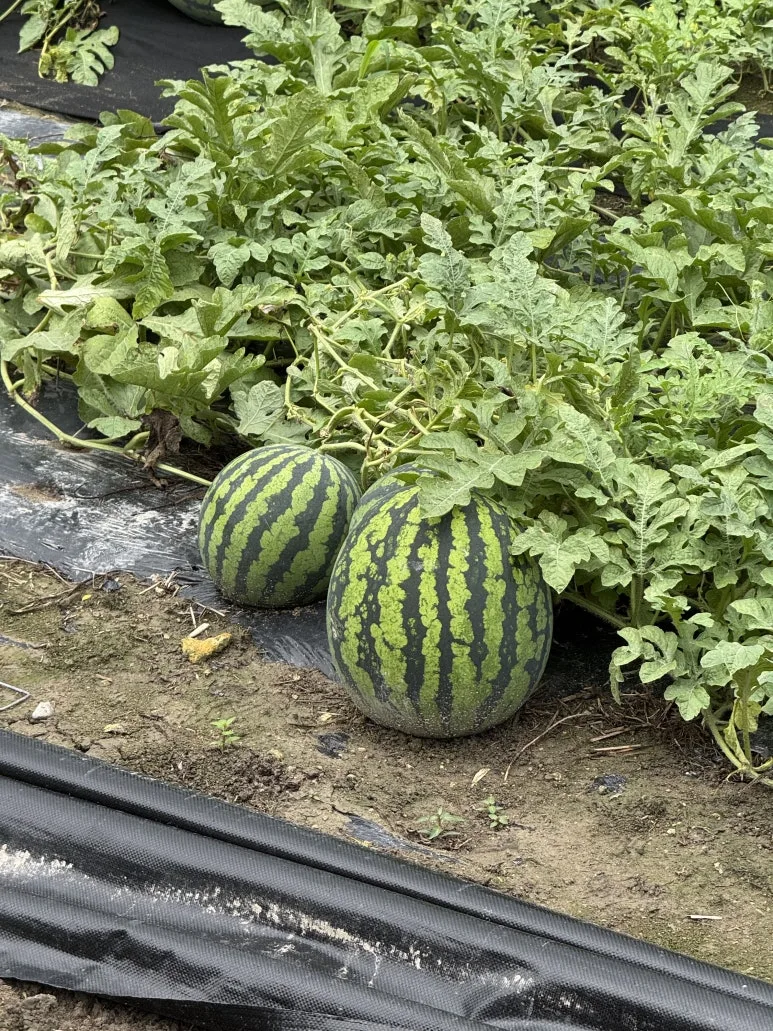 IMG_0363.jpg?type=w773