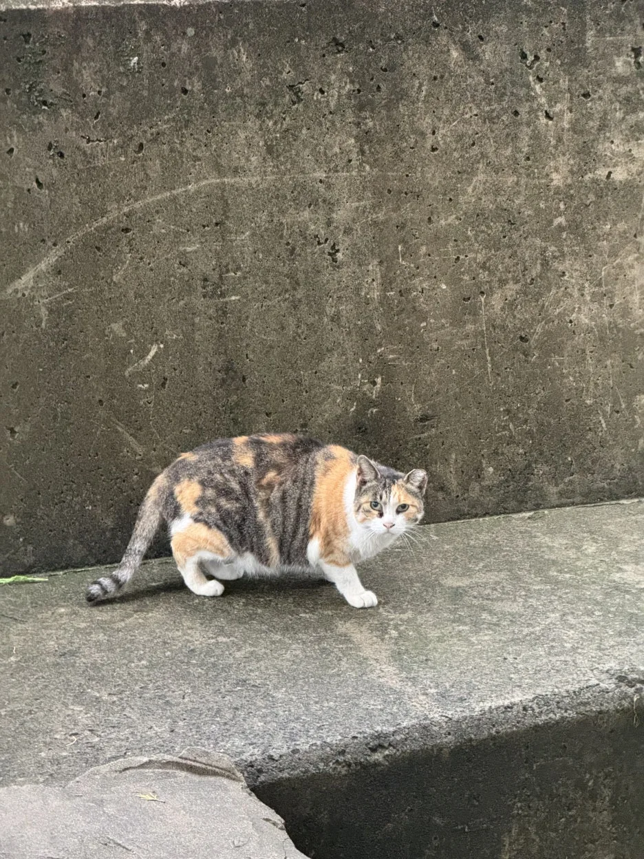 IMG_0339.jpg?type=w1