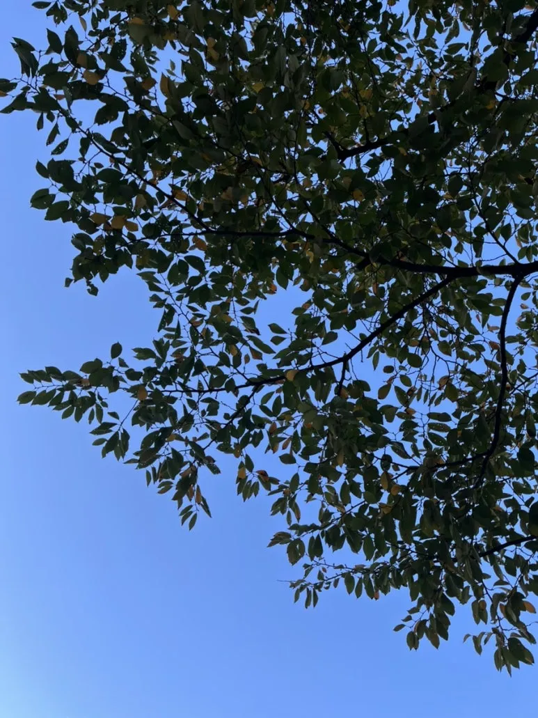 IMG%EF%BC%BF2148.jpg?type=w773