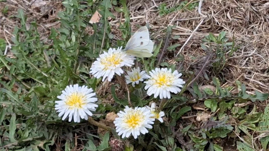 ?src=http%3A%2F%2Fimage.nmv.naver.net%2Fblog_2024_04_12_1817%2F66281681-f84c-11ee-a6f4-b4432650023e_01.jpg&type=sc960_832