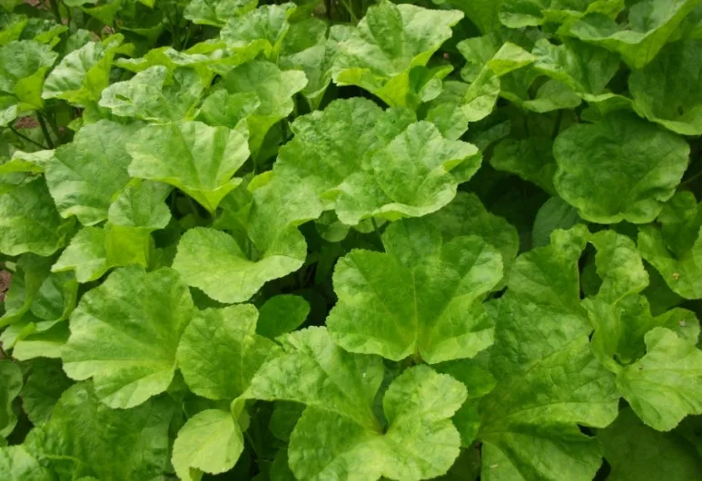 %EC%8A%A4%ED%81%AC%EB%A6%B0%EC%83%B7_13-9-2024_14127_blog.naver.com.jpeg?type=w773