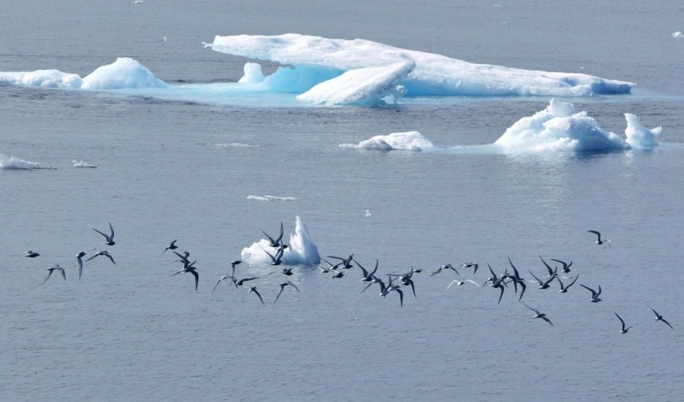 Sterna_paradisaea__1_-1497-1200-800-100.jpg?type=w966