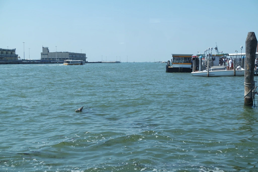 99BEF33359D77DAD1320CF