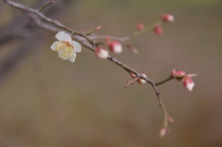 tree-3294750_1280.jpg?type=w773