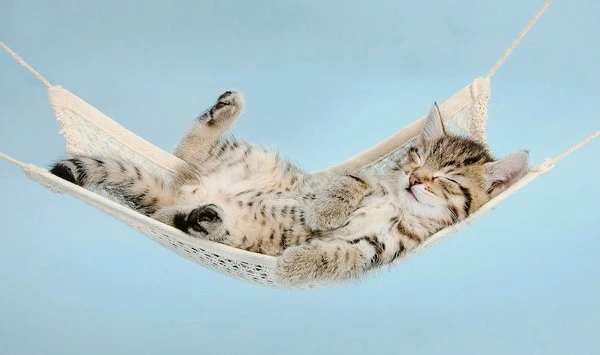 3-tabby-kitten-in-hammock-mark-taylor.jpg?type=w1600