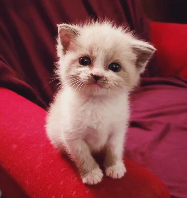 10011.jpg?type=w1600