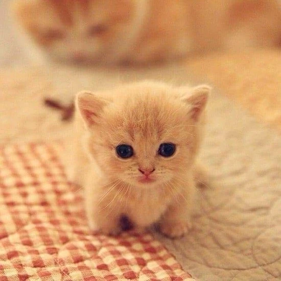 db3a6da0f99f1190e38565dc05b07d64.jpg?type=w740