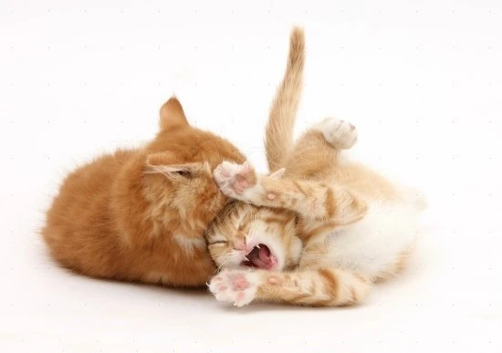 catfight.jpg?type=w740