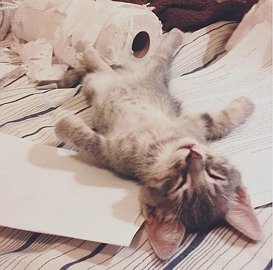 o-TIRED-KITTEN-facebook.jpg?type=w740