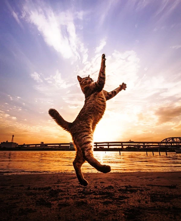 netloid_24-fabulous-jumping-cats-photos-that-will-put-a-smile-of-your-face11.jpg?type=w1600