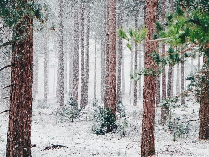1600x1200-5401675-forest-winter-landscape-winter-forest-in-winter-tree-snow-.jpg?type=w1600