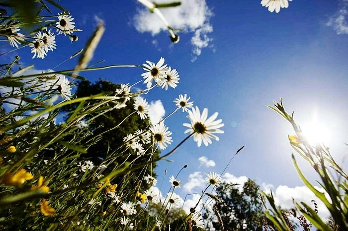 Leucanthemum-vulgare_MAR0004882.jpg?type=w1600