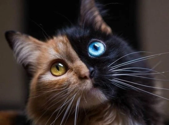 cover-24-maxw-654.jpg?type=w740