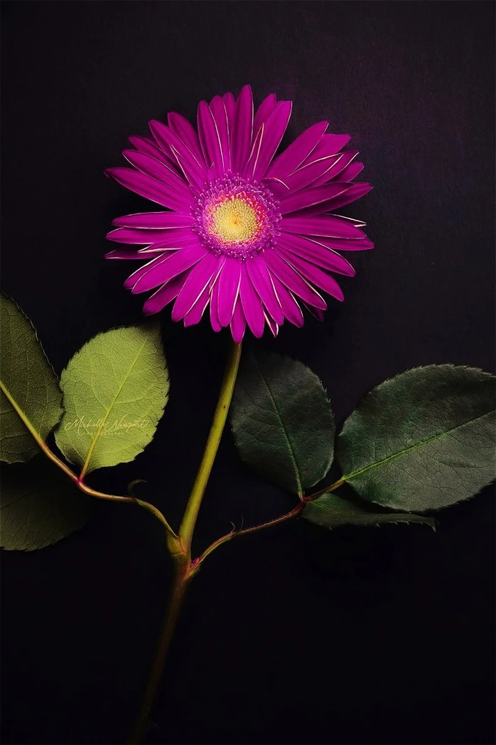 photography-michelle-newport-09-805x1208.jpg?type=w1600