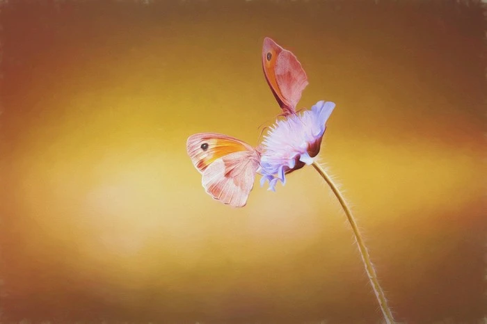 picture-1635747_1920.jpg?type=w1600