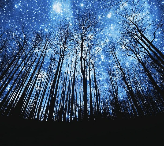 HD-wallpaper-star-night-forest-natural-nature-new-nice-night-star-trees-twil.jpg?type=w1600