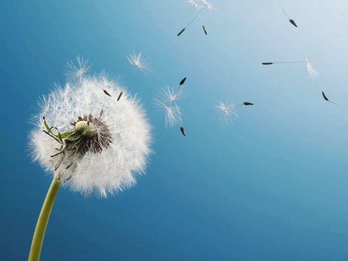 Wind-Flower-Dandelion-1280x960.jpg?type=w1600