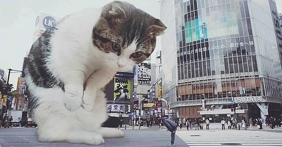 this-guy-photoshops-cats-into-giants-and-the-result-is-purrfect.jpg?type=w740