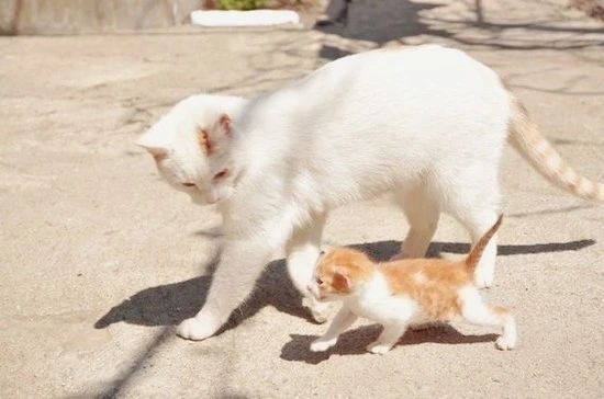 bc2293d79f7482e8de38c474c03f4843.jpg?type=w800