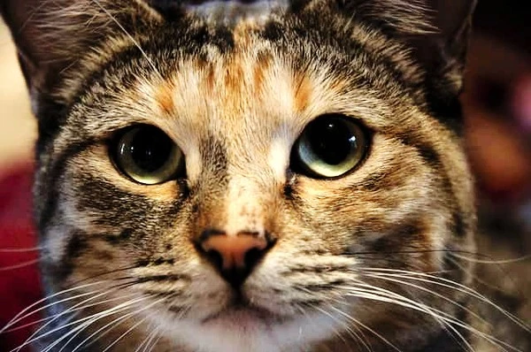 close-up-of-cat-dialated-pupils-SW.jpg?type=w1600