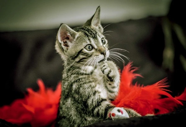 cat-4451003_1280.jpg?type=w1600