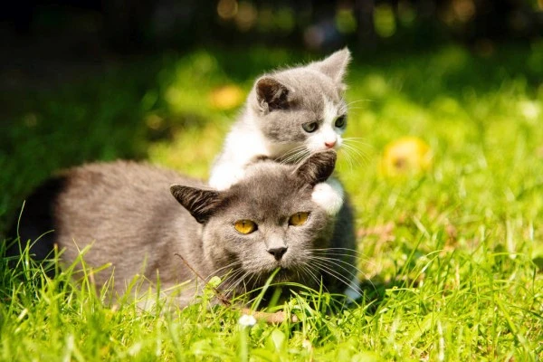 depositphotos_213672714-stock-photo-cat-with-the-baby-kitten.jpg?type=w1600