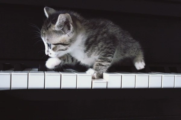 pianocat.jpg?type=w1600