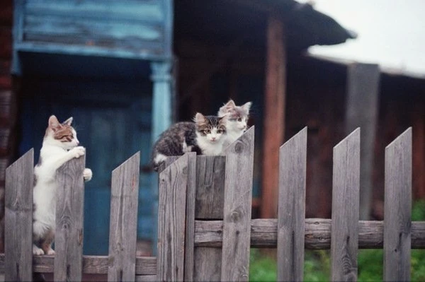 85434459.jpg?type=w1600