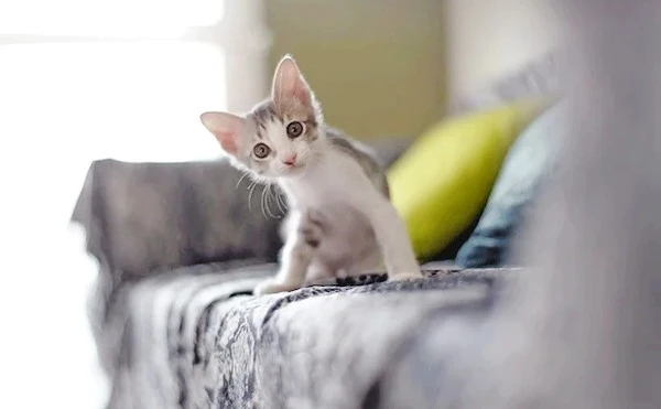 12342.jpg?type=w1600