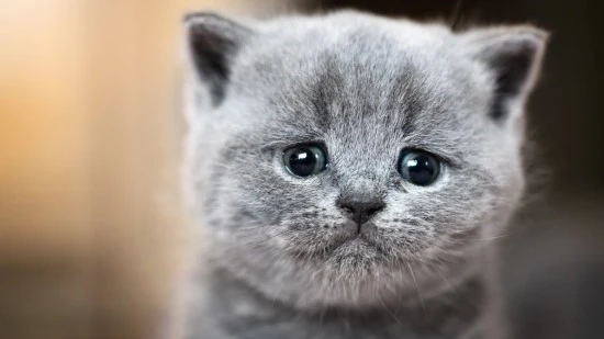 sadcat.jpg?type=w740