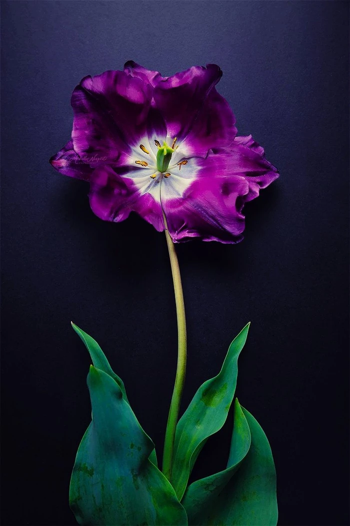 photography-michelle-newport-03-805x1208.jpg?type=w1600