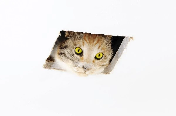 Resized-ceiling-cat.jpg?type=w1600