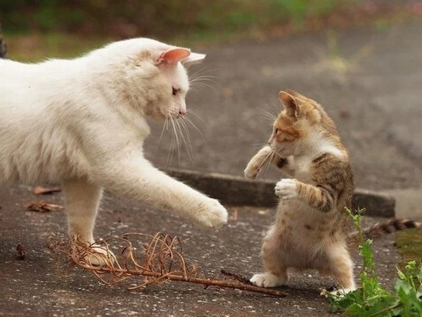 3f471c879453639187e04191d5b71637.jpg?type=w1600