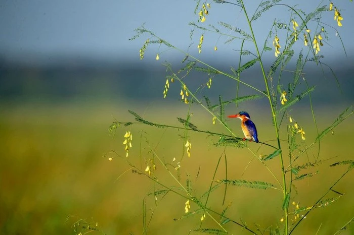 photography-animal-news-network-06-805x537.jpg?type=w1600