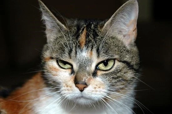 What_to_do_with_a_jealous_cat_grande.jpg?type=w740