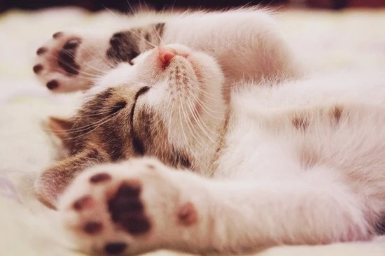 happy_cat_1600x.jpg?type=w740