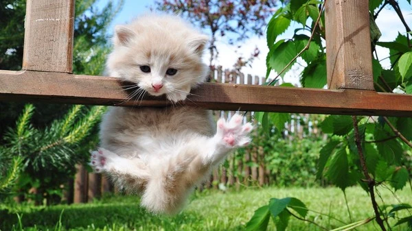 Cute-kitten-playing_1366x768.jpg?type=w1600